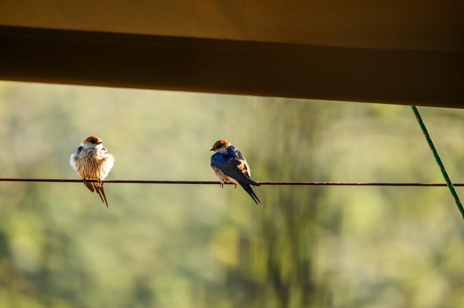 Le Petit Karoo Ranch Bed & Breakfast Oudtshoorn Eksteriør bilde
